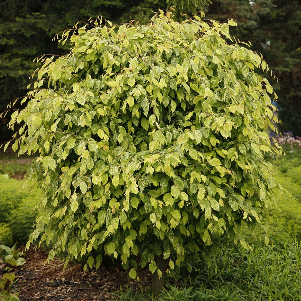 Carpinus betulus Foliis Argenteovariegatis Pendula - Haagbeuk