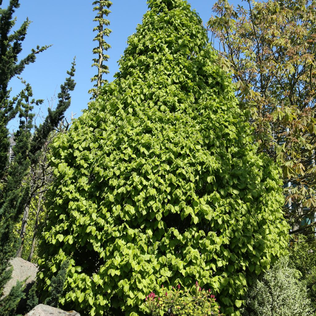 Carpinus betulus Globus - Haagbeuk
