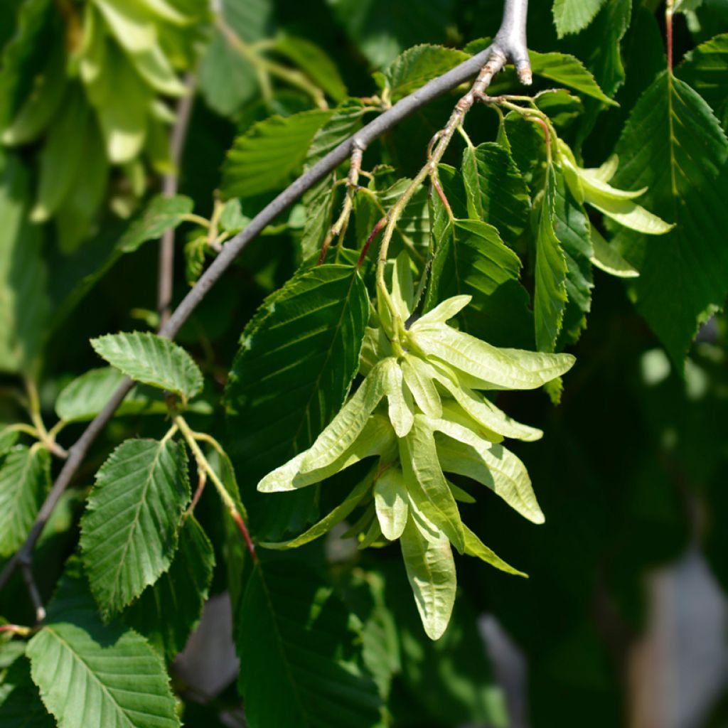 Carpinus betulus Pendula - Haagbeuk