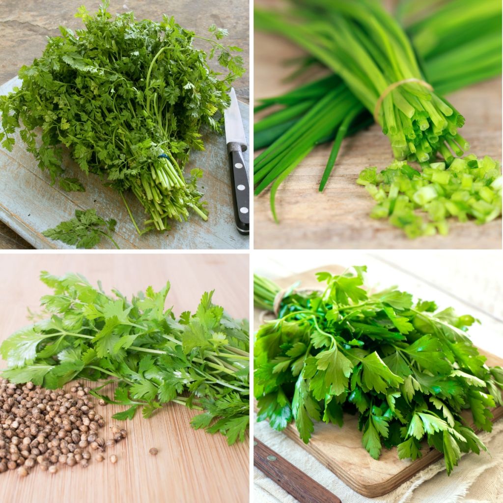 Kruidenlintkaart Mix (Bieslook - Peterselie 2 - Koriander - Kervel) - Biologisch - Ferme de Sainte Marthe