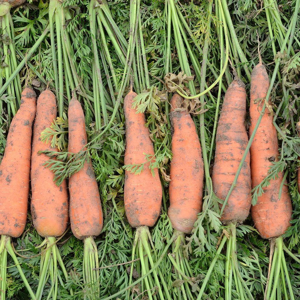 Wortel Nantaise 2 BIO - Ferme de Sainte Marthe (zaailint)