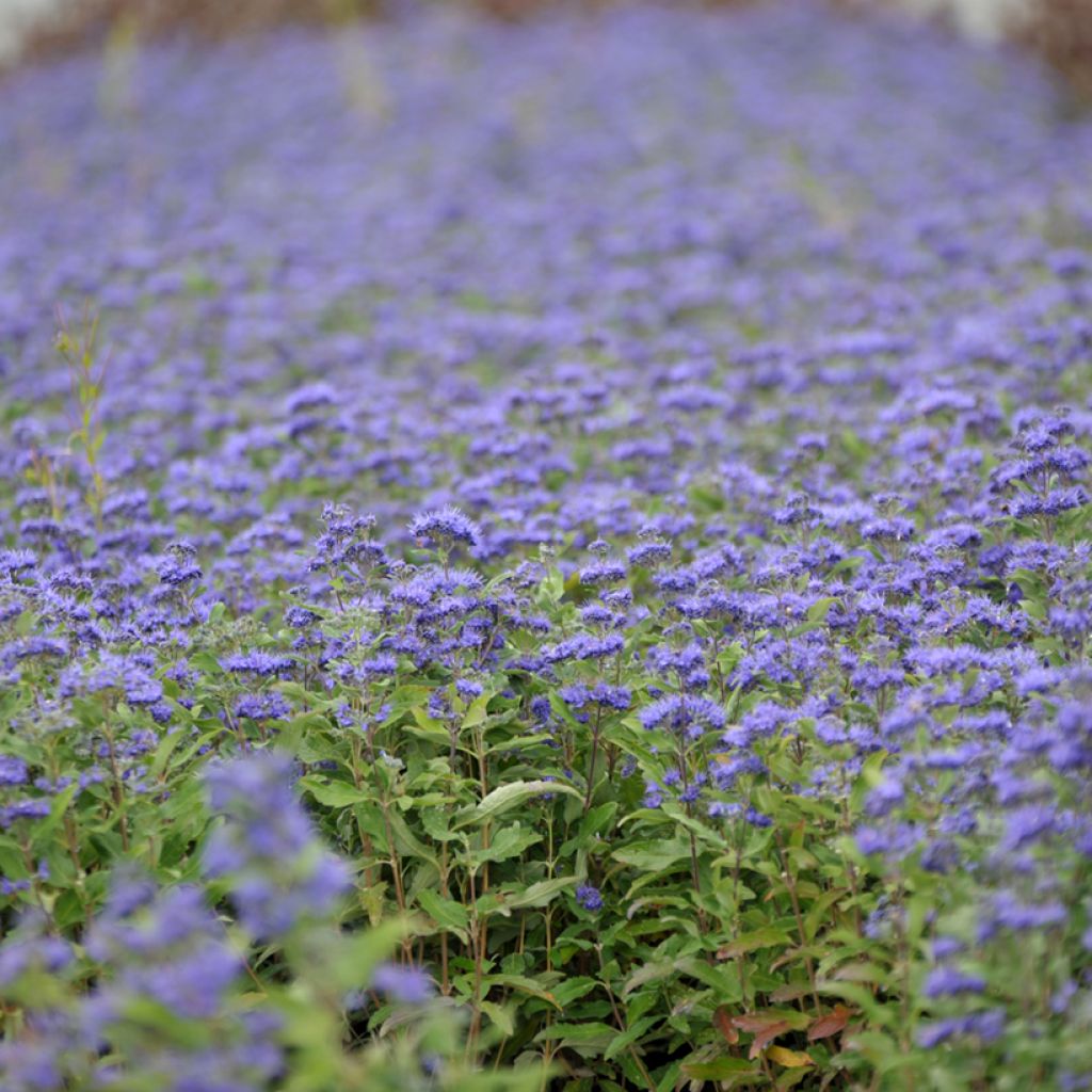 Caryopteris clandonensis Grand Bleu - Blauwe spirea