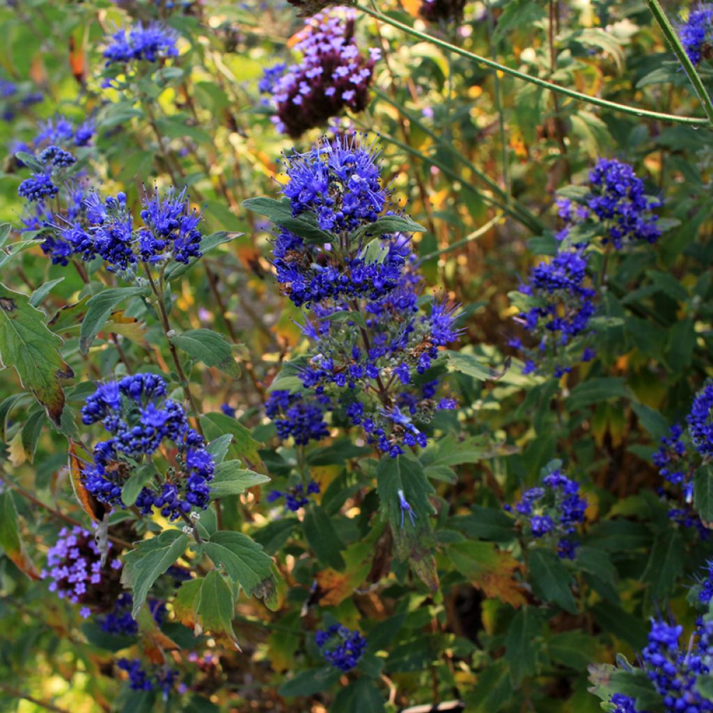 Caryopteris clandonensis Grand Bleu - Blauwe spirea