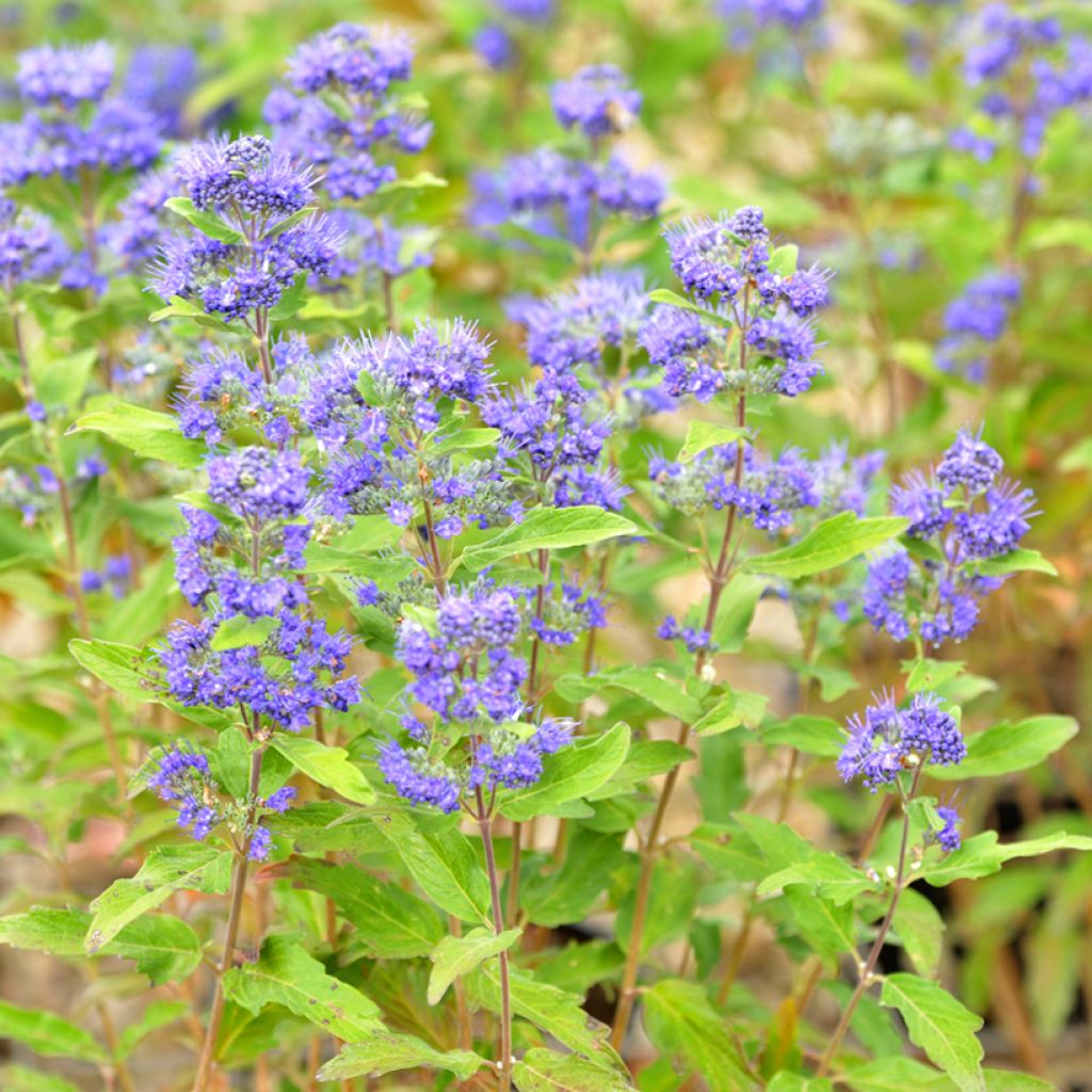 Caryopteris clandonensis Grand Bleu - Blauwe spirea