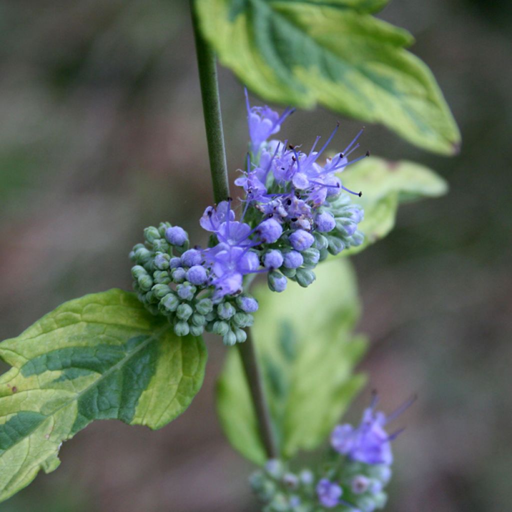Caryopteris clandonensis Summer Sorbet - Blauwe spirea