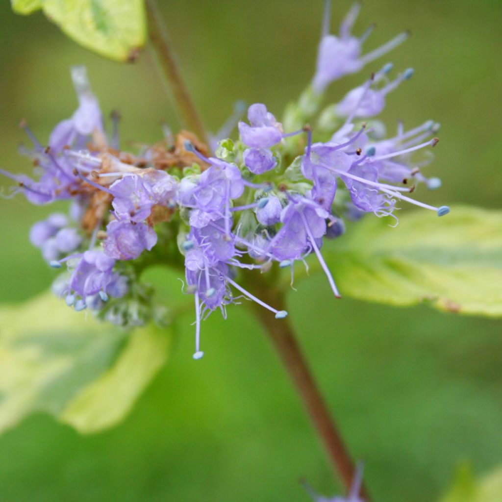 Caryopteris clandonensis Summer Sorbet - Blauwe spirea