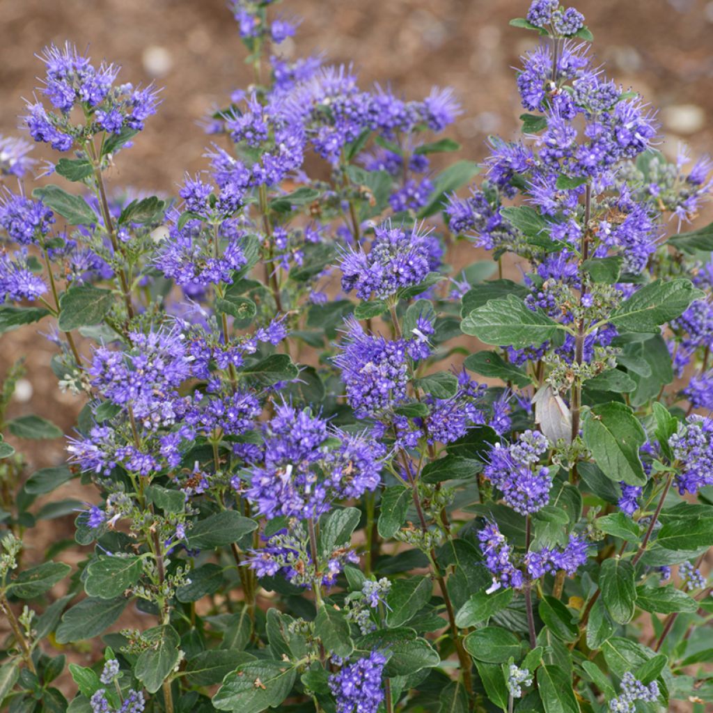 Caryopteris clandonensis Beyond Midnight - Blauwe spirea