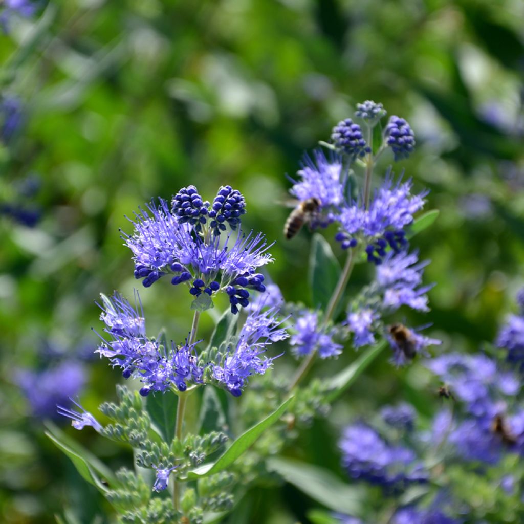 Caryopteris clandonensis Heavenly Blue - Blauwe spirea
