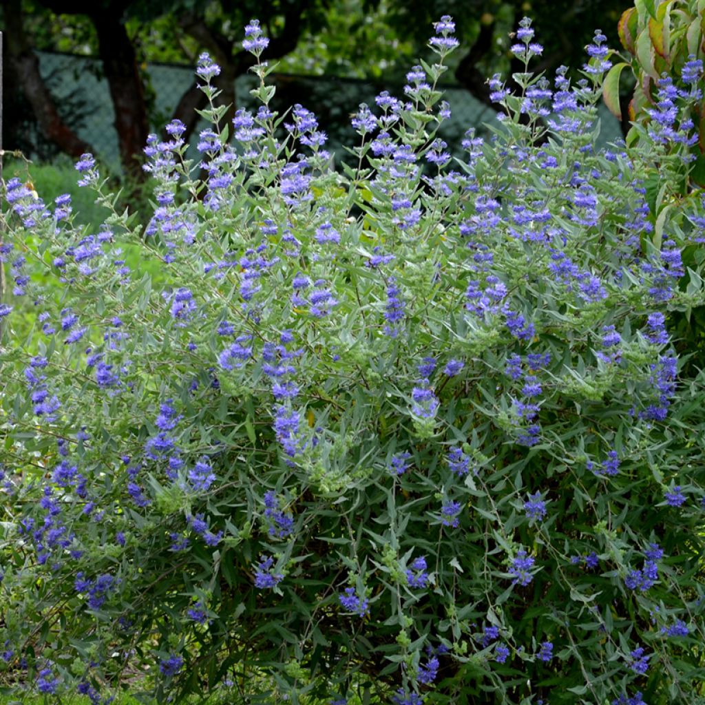 Caryopteris clandonensis Heavenly Blue - Blauwe spirea