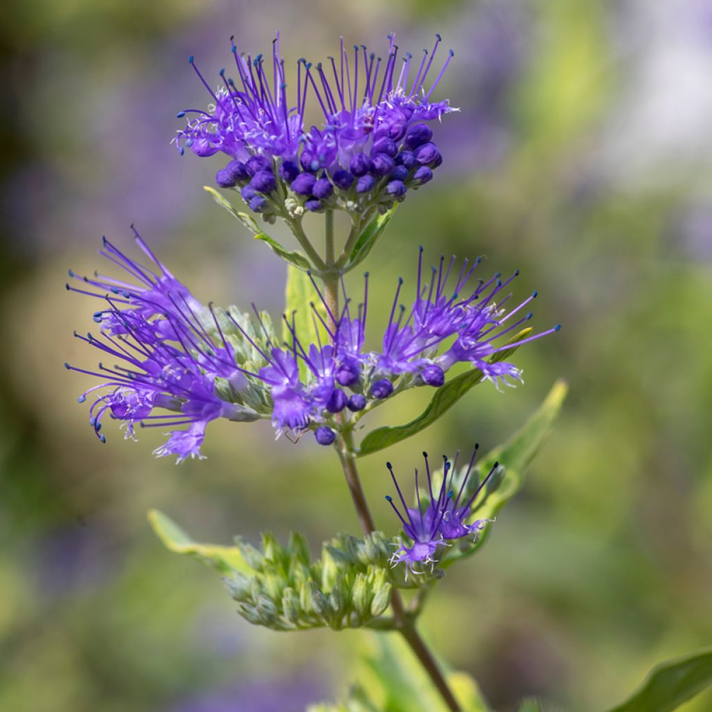 Caryopteris clandonensis Kew Blue - Blauwe spirea