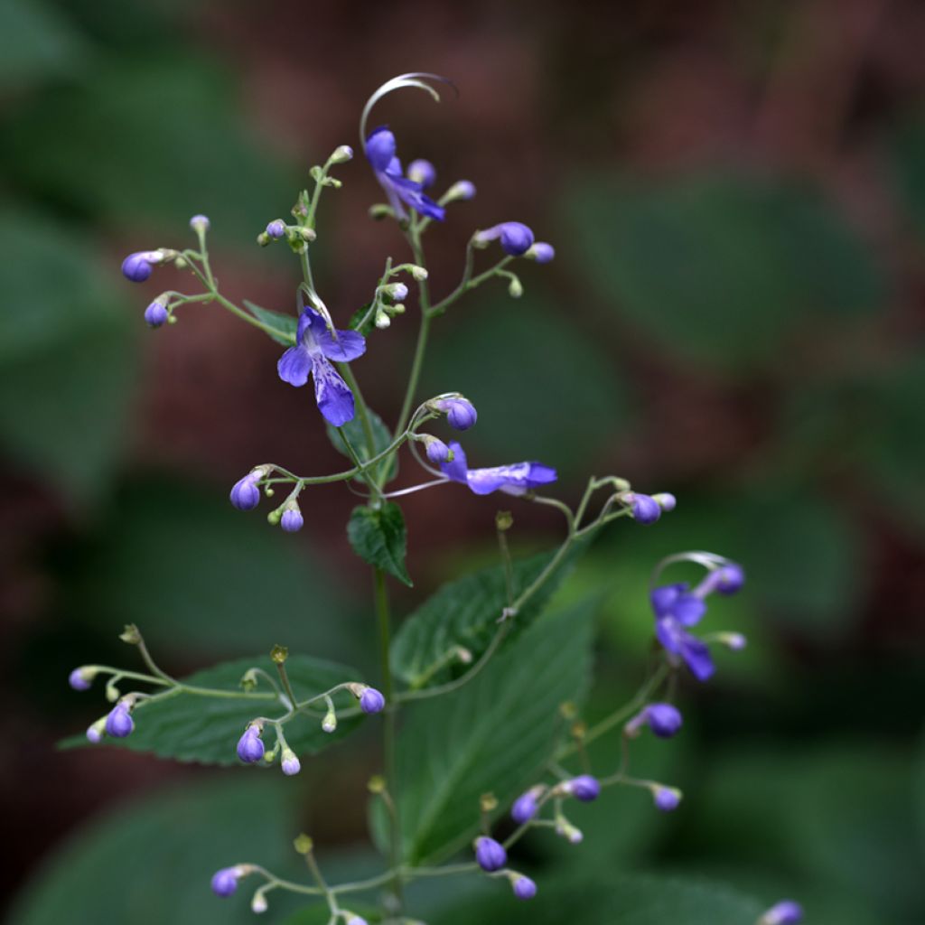 Caryopteris divaricata - Baardbloem