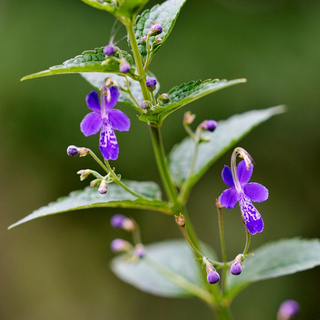 Caryopteris divaricata - Baardbloem