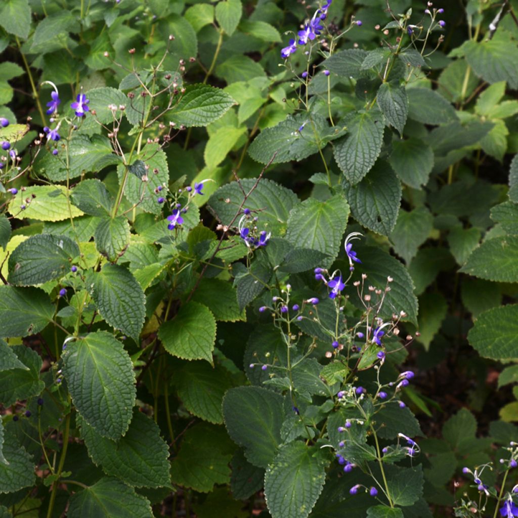 Caryopteris divaricata - Baardbloem