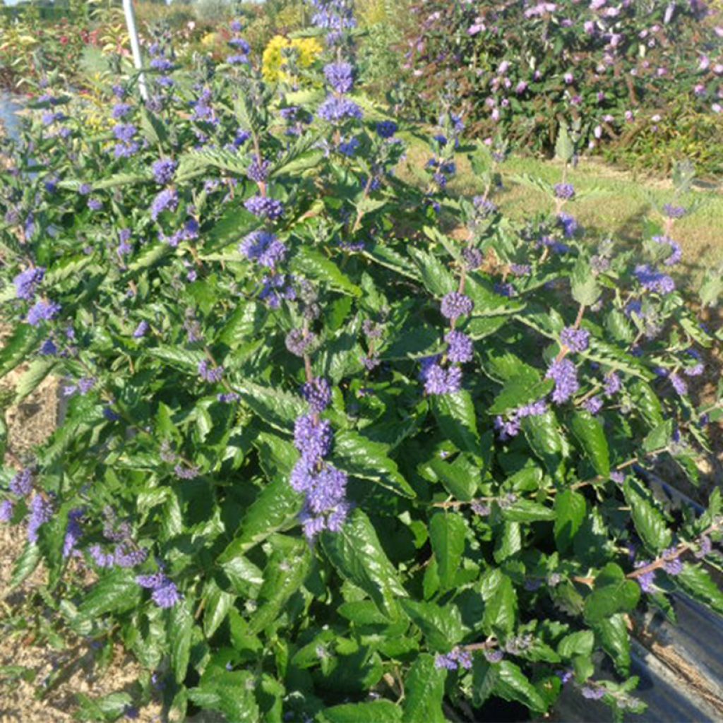 Caryopteris clandonensis Blue Fountain - Blauwe spirea