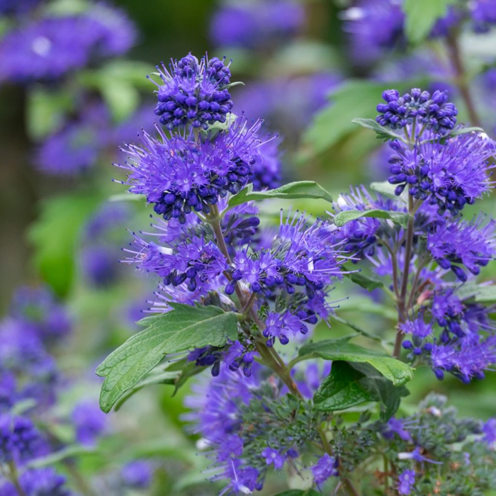 Caryopteris clandonensis Blauer Spatz - Blauwe spirea
