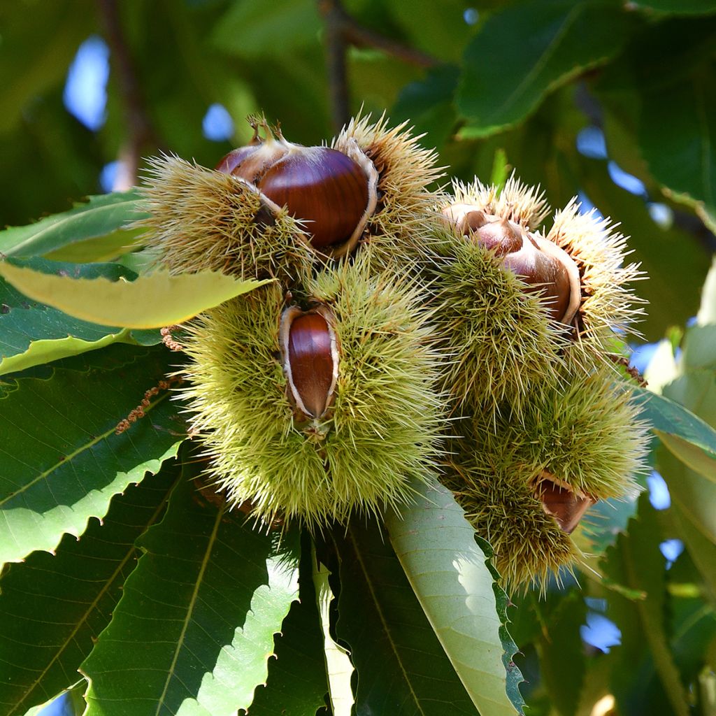 Tamme kastanje Marigoule