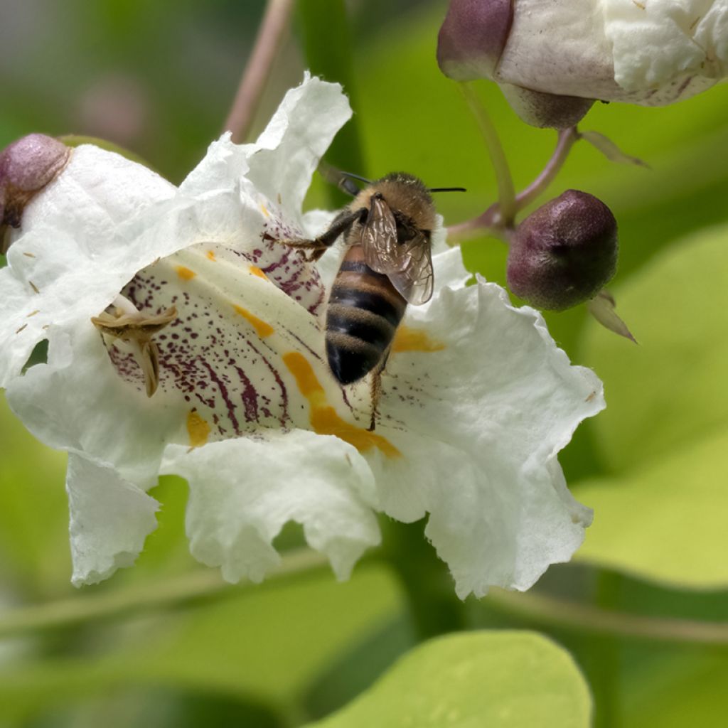 Catalpa bignonioides Aurea - Trompetboom