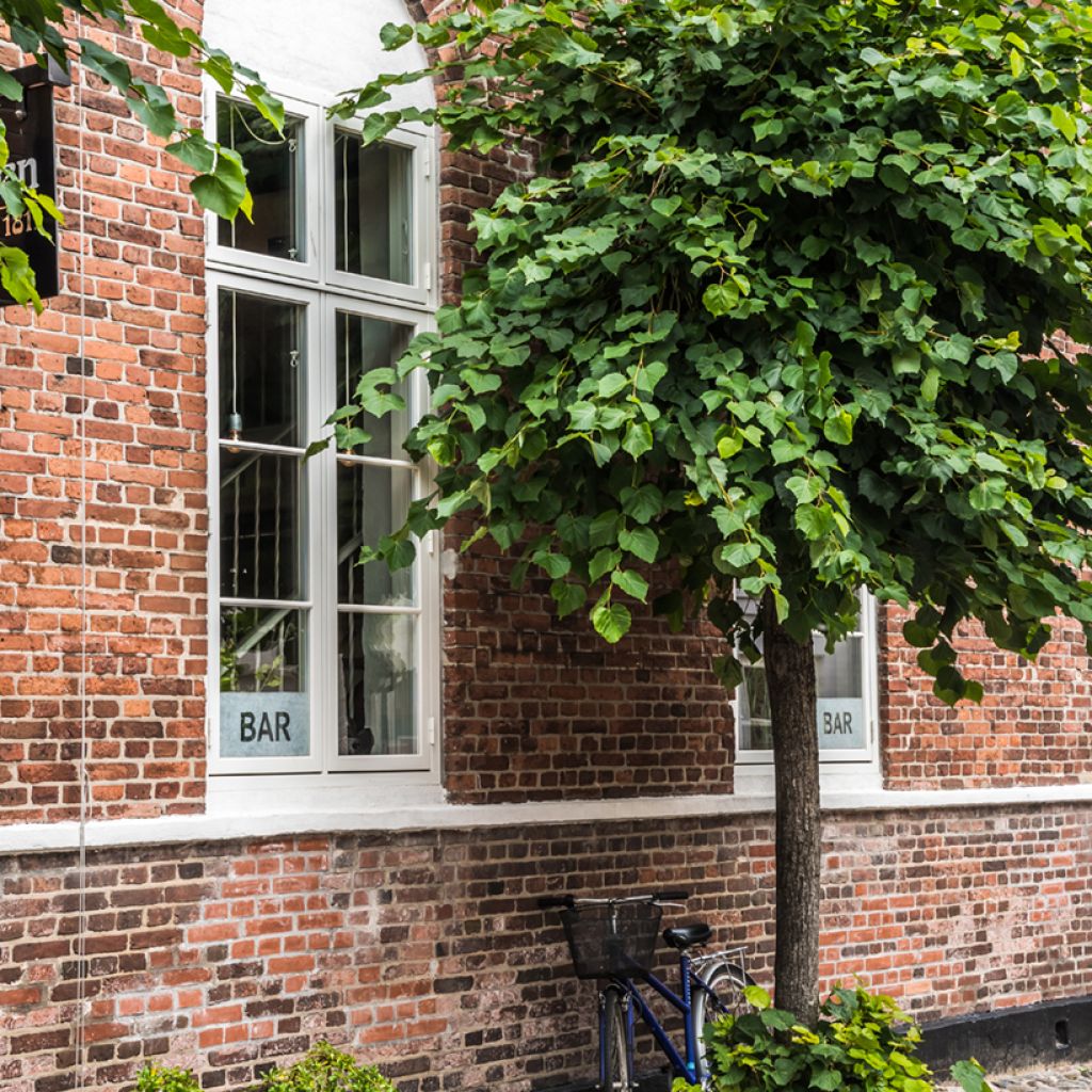 Catalpa bignonioides Nana - Trompetboom