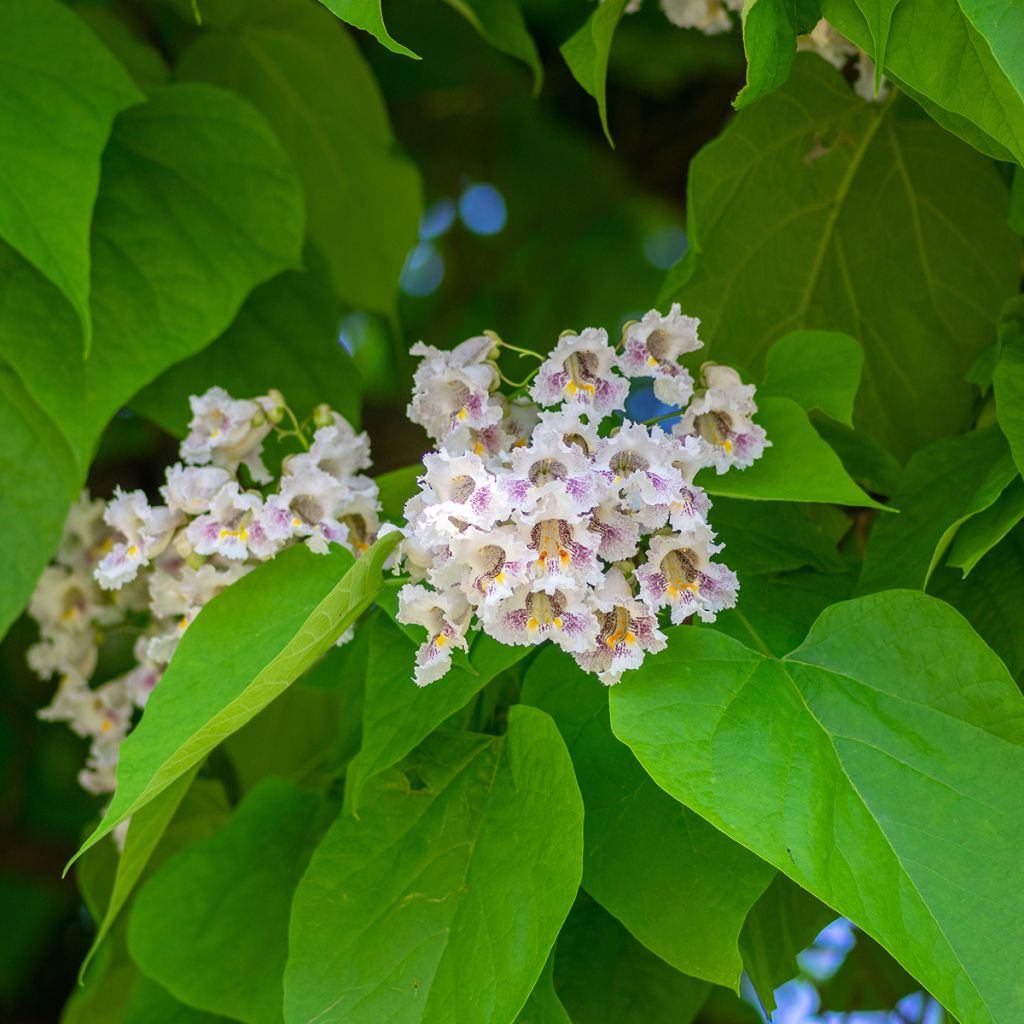 Catalpa bignonioides (zaad) - Trompetboom