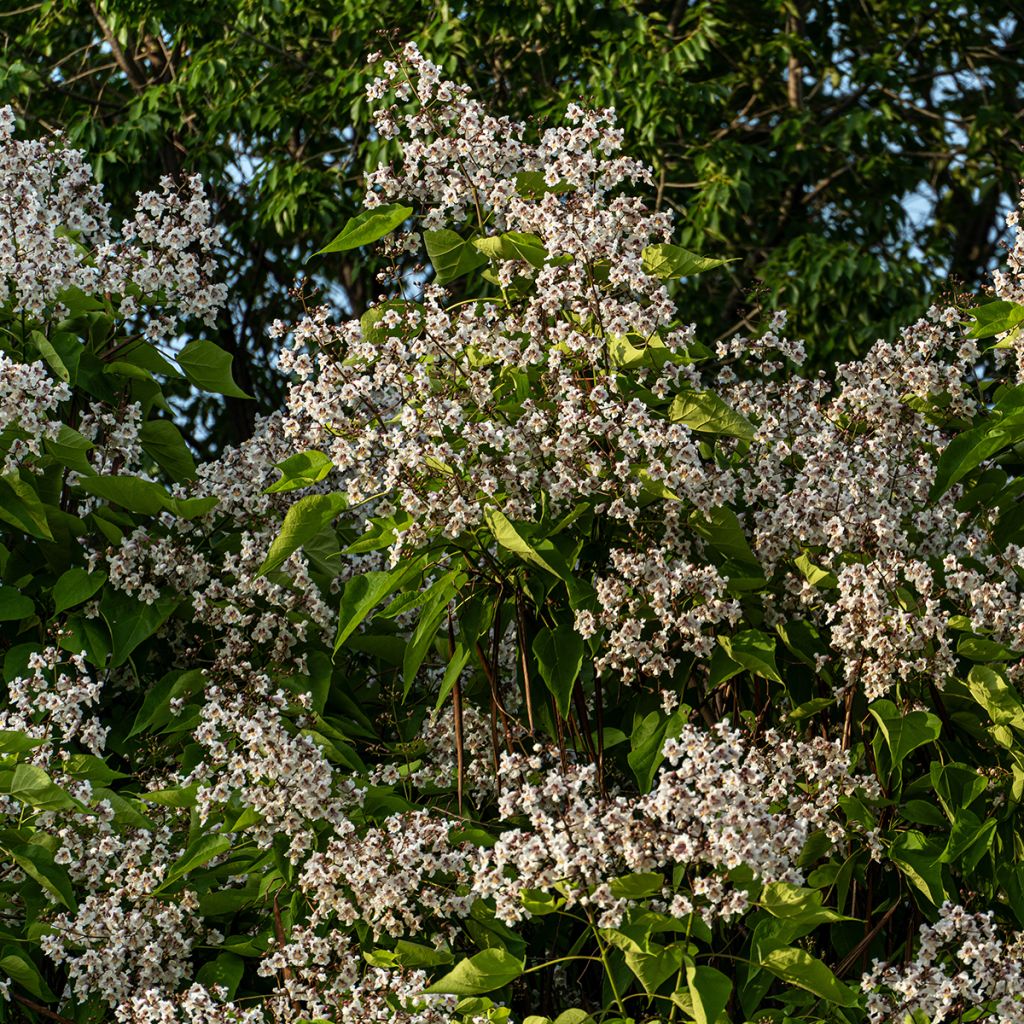 Catalpa bignonioides (zaad) - Trompetboom