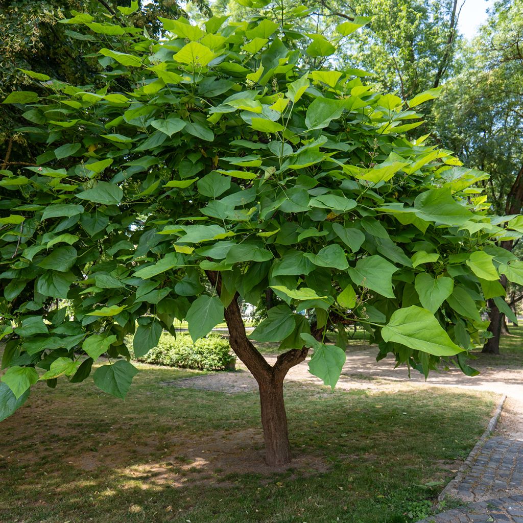 Catalpa bignonioides (zaad) - Trompetboom