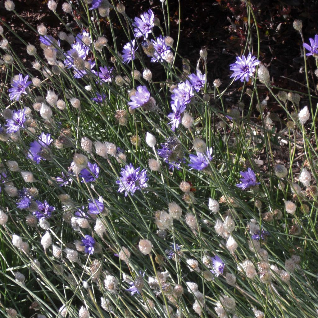 Catananche caerulea - Blauwe strobloem