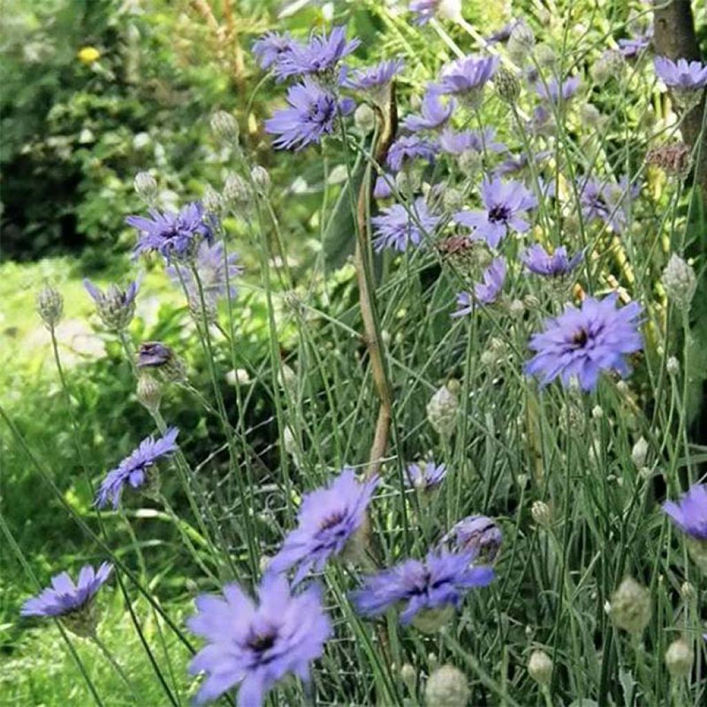 Catananche caerulea - Blauwe strobloem