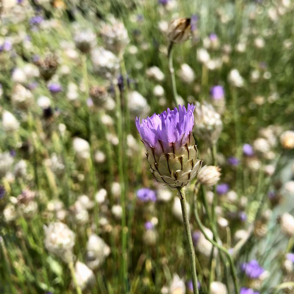 Catananche caerulea - Blauwe strobloem