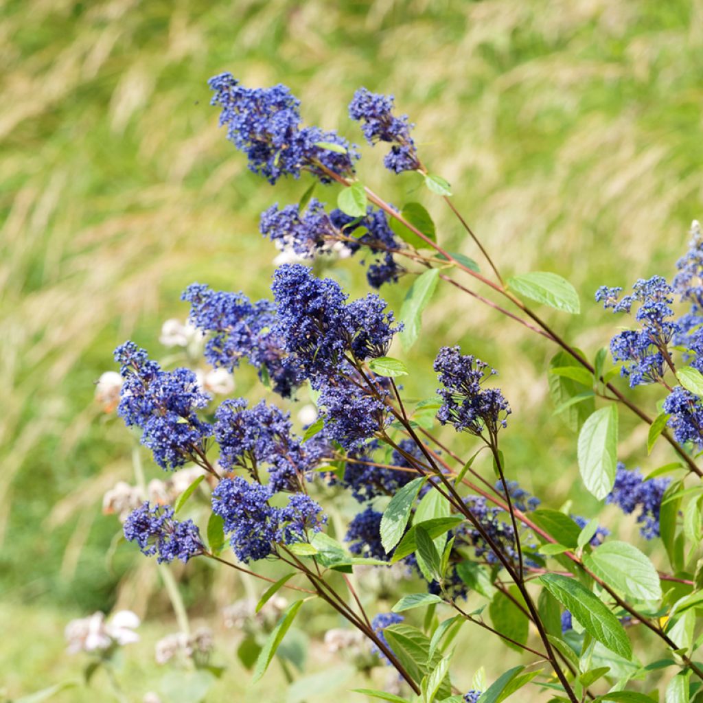 Ceanothus delilianus Henri Desfossé - Amerikaanse sering