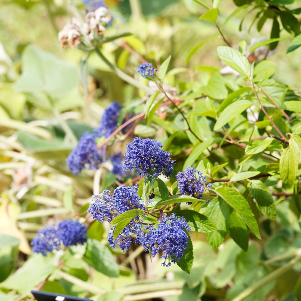 Ceanothus delilianus Henri Desfossé - Amerikaanse sering