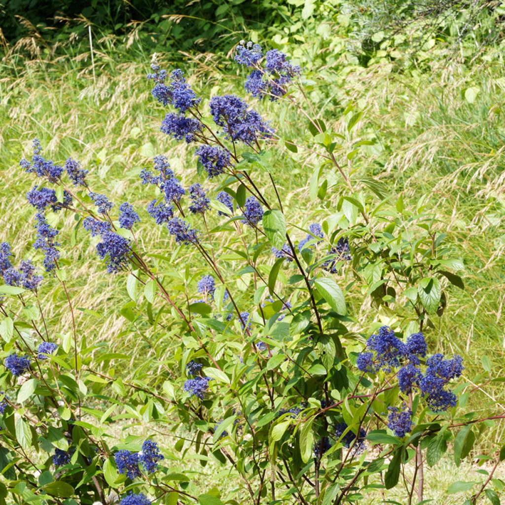 Ceanothus delilianus Henri Desfossé - Amerikaanse sering