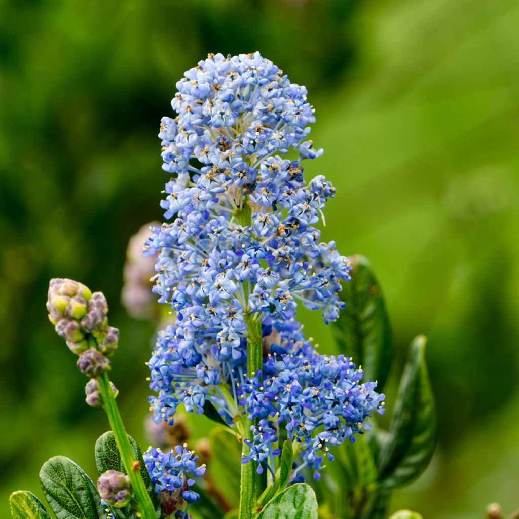 Ceanothus Skylark - Amerikaanse sering