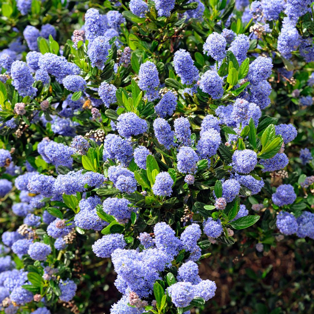 Ceanothus Skylark - Amerikaanse sering