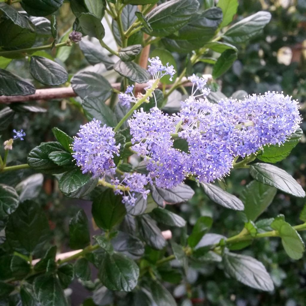 Ceanothus griseus Yankee Point - Amerikaanse sering