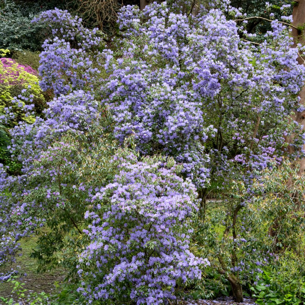 Ceanothus impressus Puget Blue - Amerikaanse sering