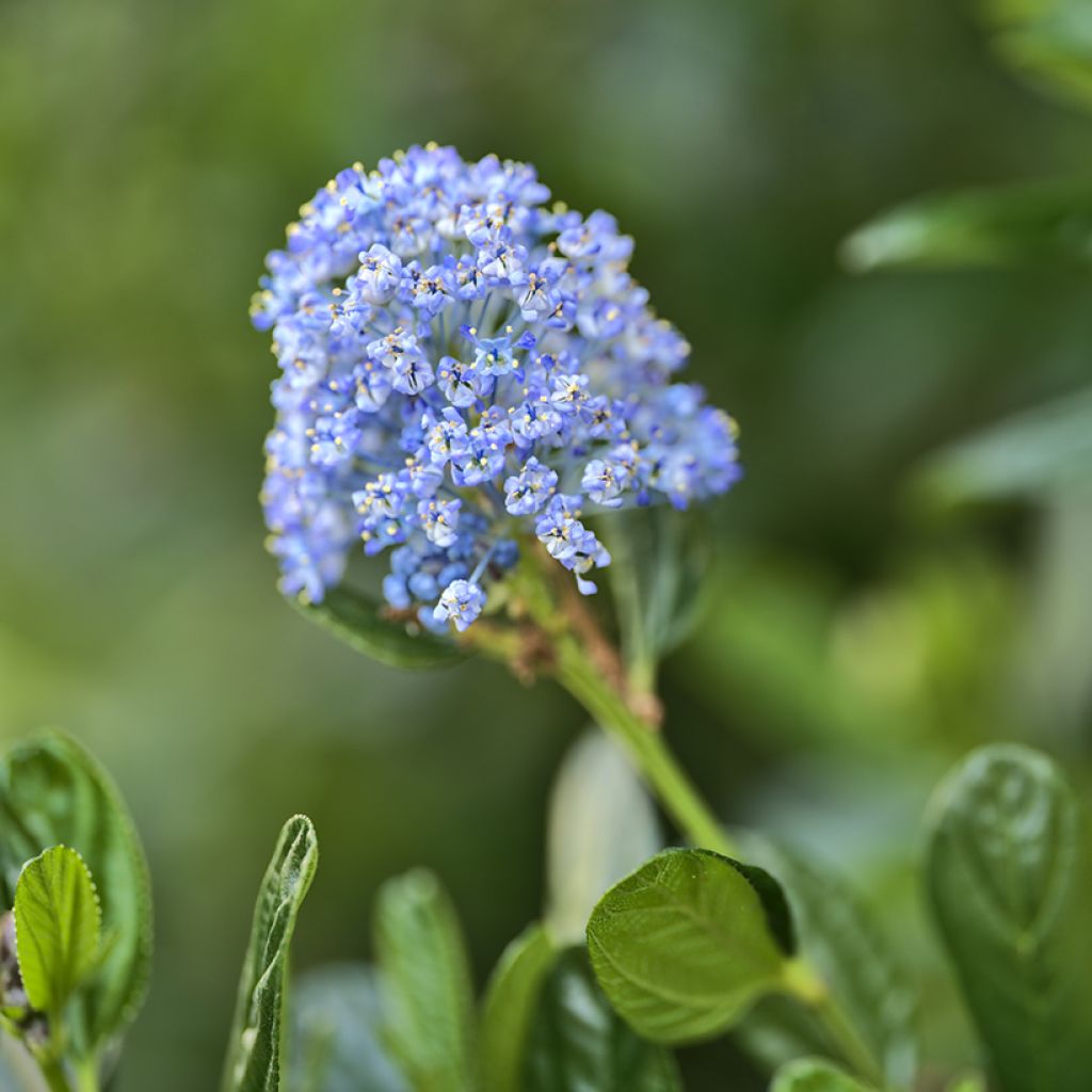 Ceanothus impressus Victoria - Amerikaanse sering
