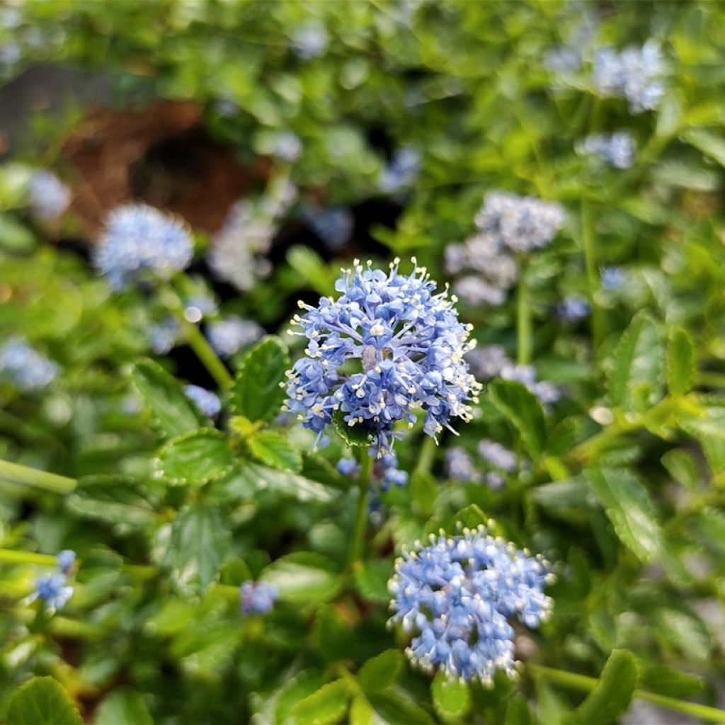 Ceanothus Blue Mound - Amerikaanse sering