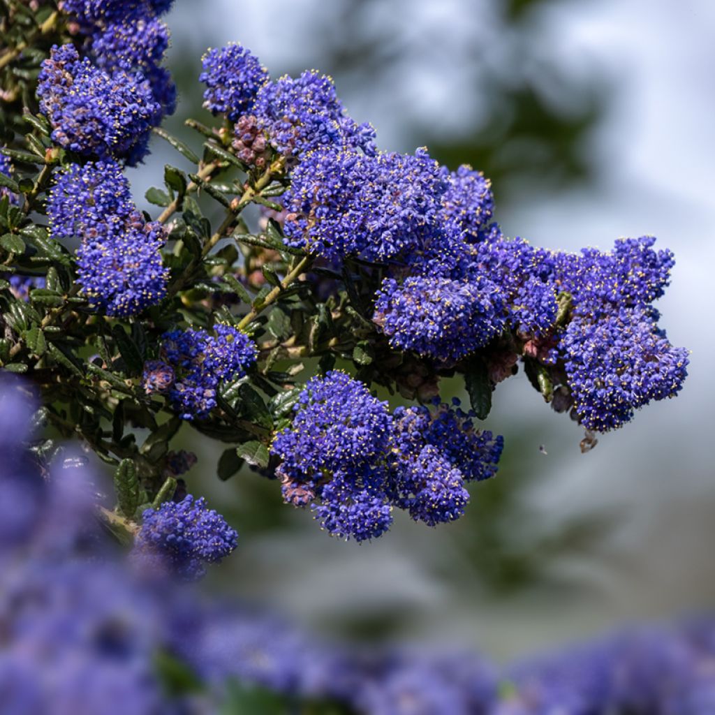 Ceanothus impressus Dark Star - Amerikaanse sering
