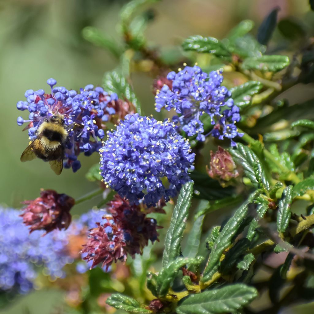 Ceanothus x arboreus Concha - Amerikaanse sering