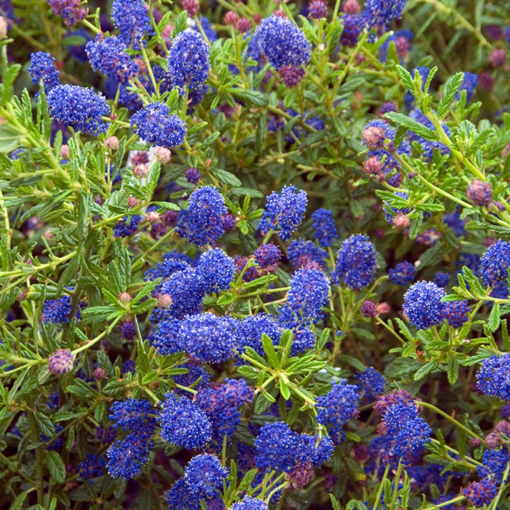 Ceanothus x arboreus Concha - Amerikaanse sering