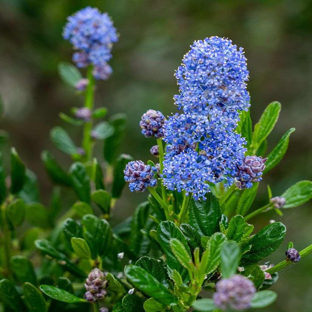 Ceanothus x arboreus Concha - Amerikaanse sering