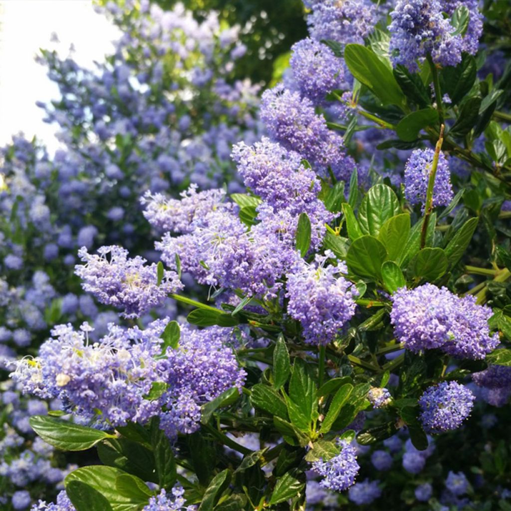Ceanothus impressus Victoria - Amerikaanse sering