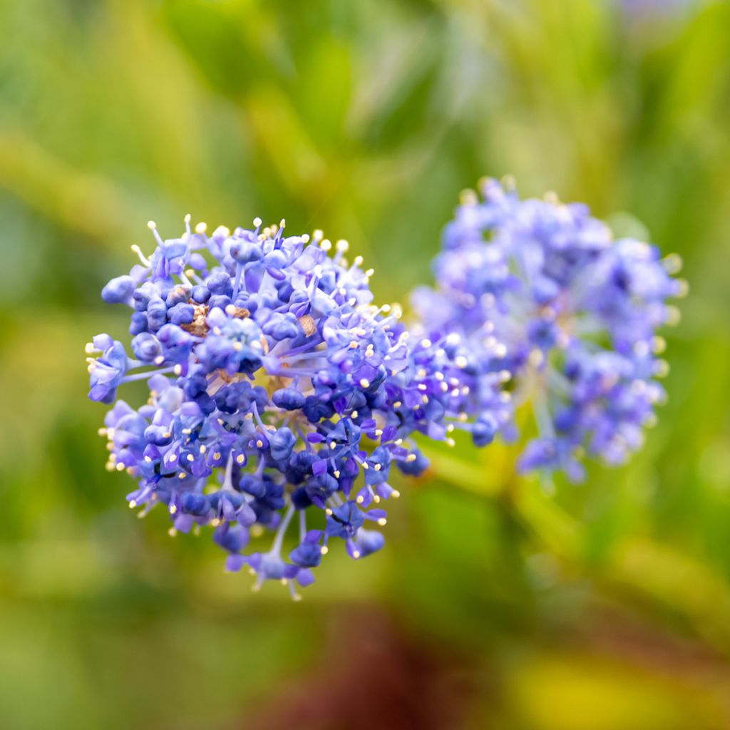 Ceanothus impressus Victoria - Amerikaanse sering