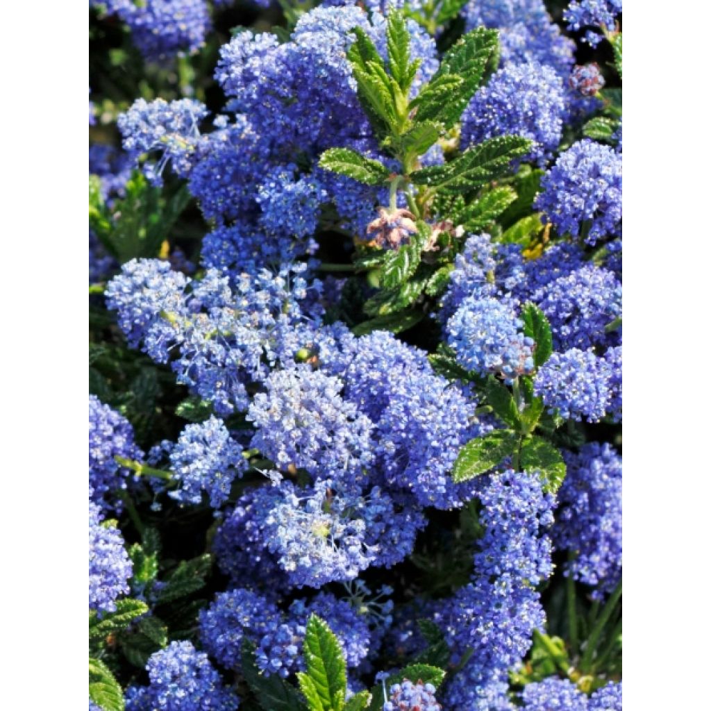 Ceanothus impressus Puget Blue - Amerikaanse sering