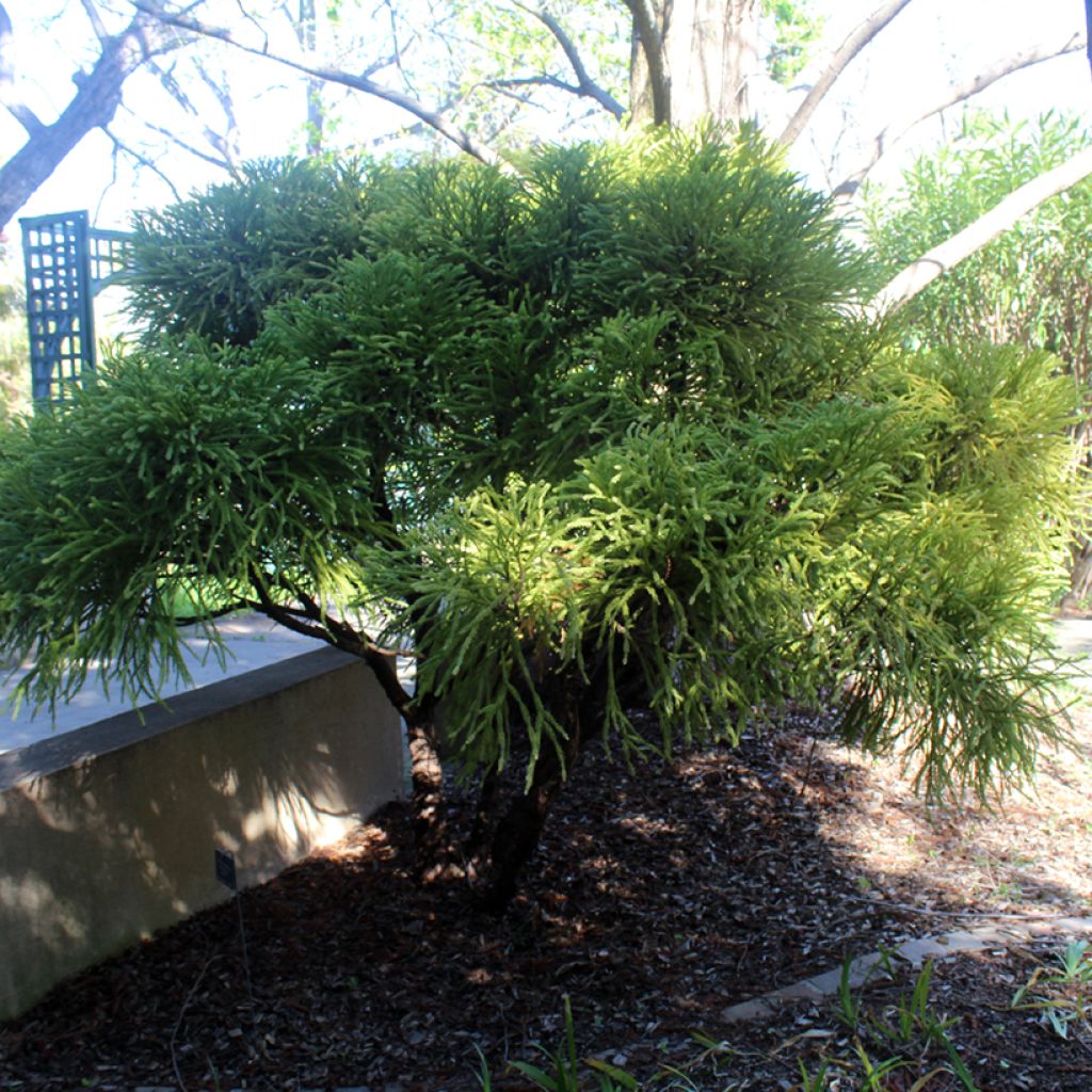 Cryptomeria japonica Globosa Nana - Japanse cipres