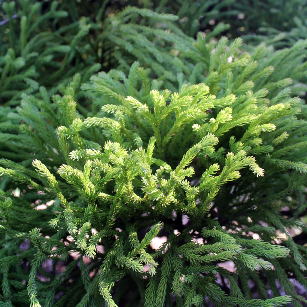 Cryptomeria japonica Globosa Nana - Japanse cipres