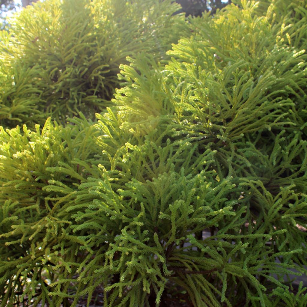 Cryptomeria japonica Globosa Nana - Japanse cipres