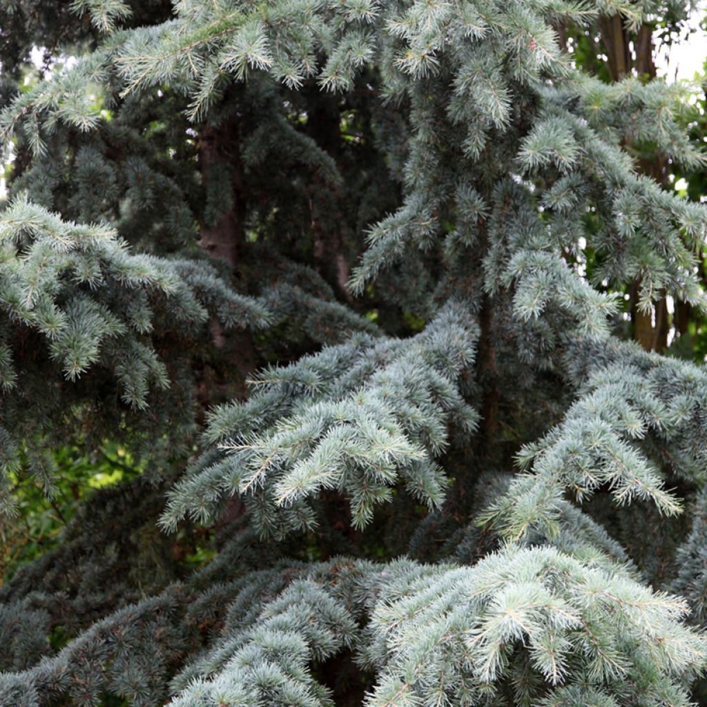 Cedrus deodara Karl Fuchs - Himalayaceder