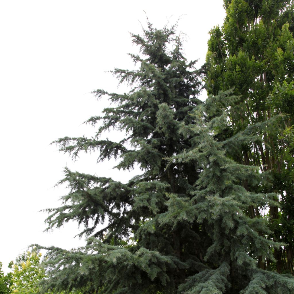 Cedrus deodara Karl Fuchs - Himalayaceder
