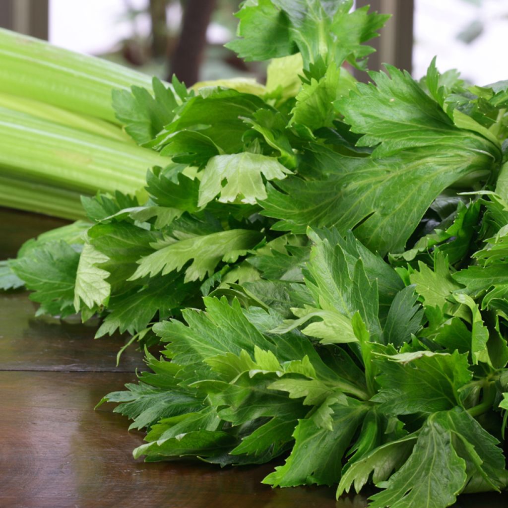 Bleekselderij Tall Utah 52/70 Claret